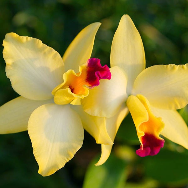 Para os admiradores de Orquídeas ! | Lu Orquídeas